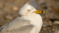 Seagull with plastic cup lid stuck on its head.