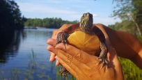 A turtle being held before it is released back to the wetland where it was found.