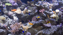 Fish in an aquarium in the Schad Gallery of Biodiversity