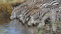 A dazzle of zebras, Tanzania, courtesy of Greg Spencer