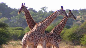 Groupe de trois girafes sur une route de terre
