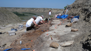The Southern Alberta Dinosaur Project team dig in a bonebed.