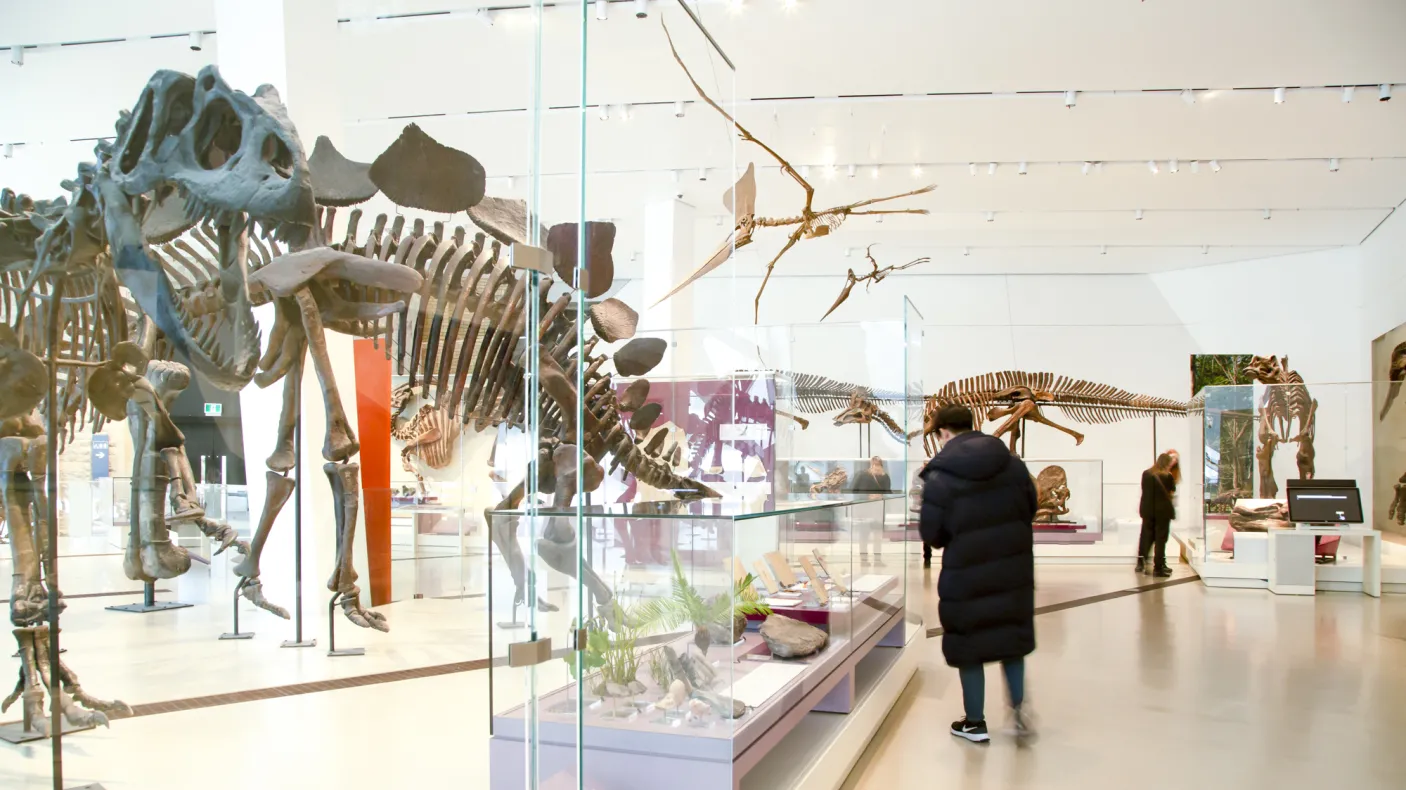 People move around a gallery of dinosaur skeletons.