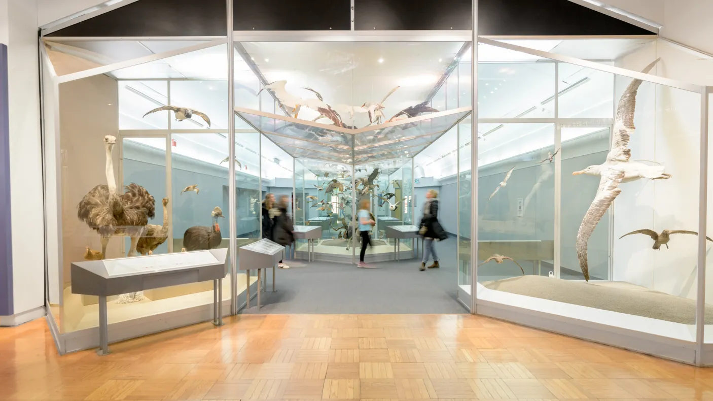 Des personnes se déplacent dans une galerie entourée d'oiseaux suspendus en plein vol.