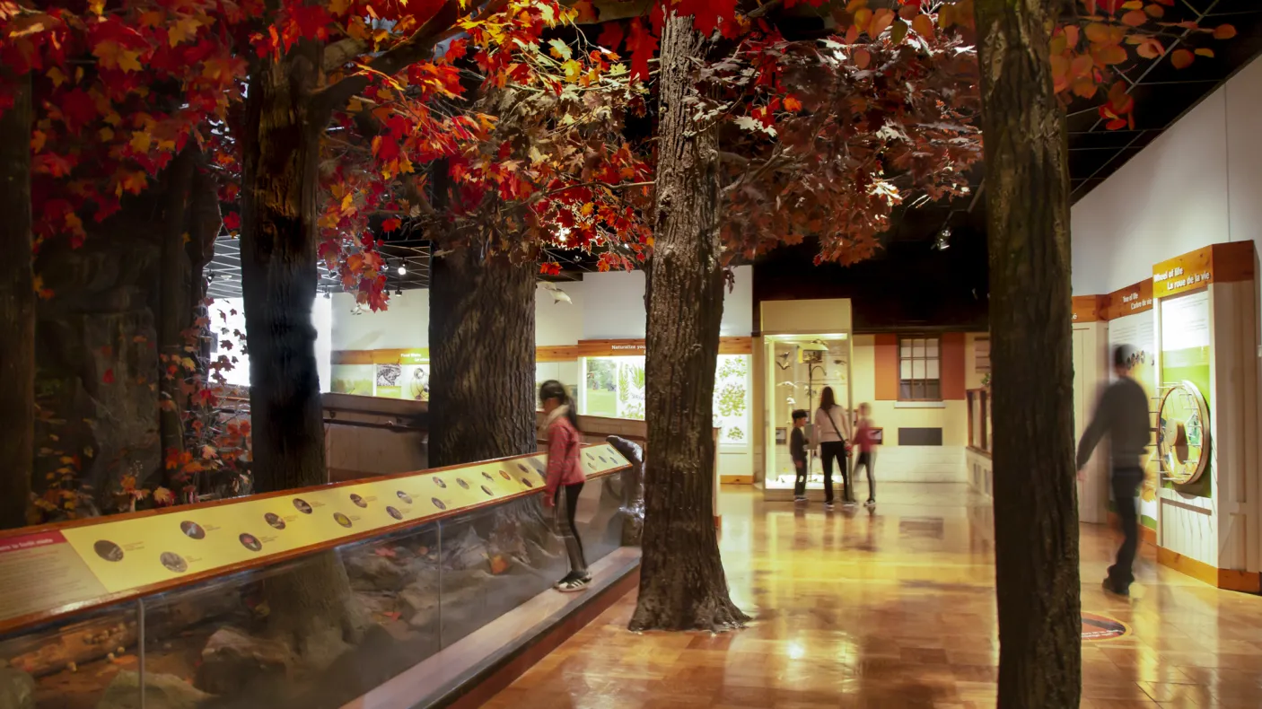 Des personnes regardent une galerie présentant une scène d'automne, avec des arbres aux feuilles rouges. 