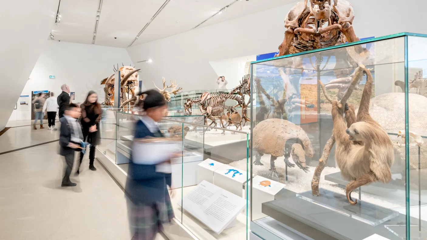 Children rush around looking at skeletons of mammals. A sloth and armadillo are visible in the foreground, and a large Mastodon skeleton looms in the background.