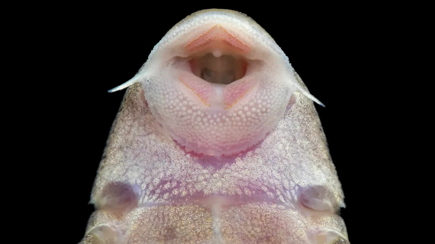 Sucker Fish