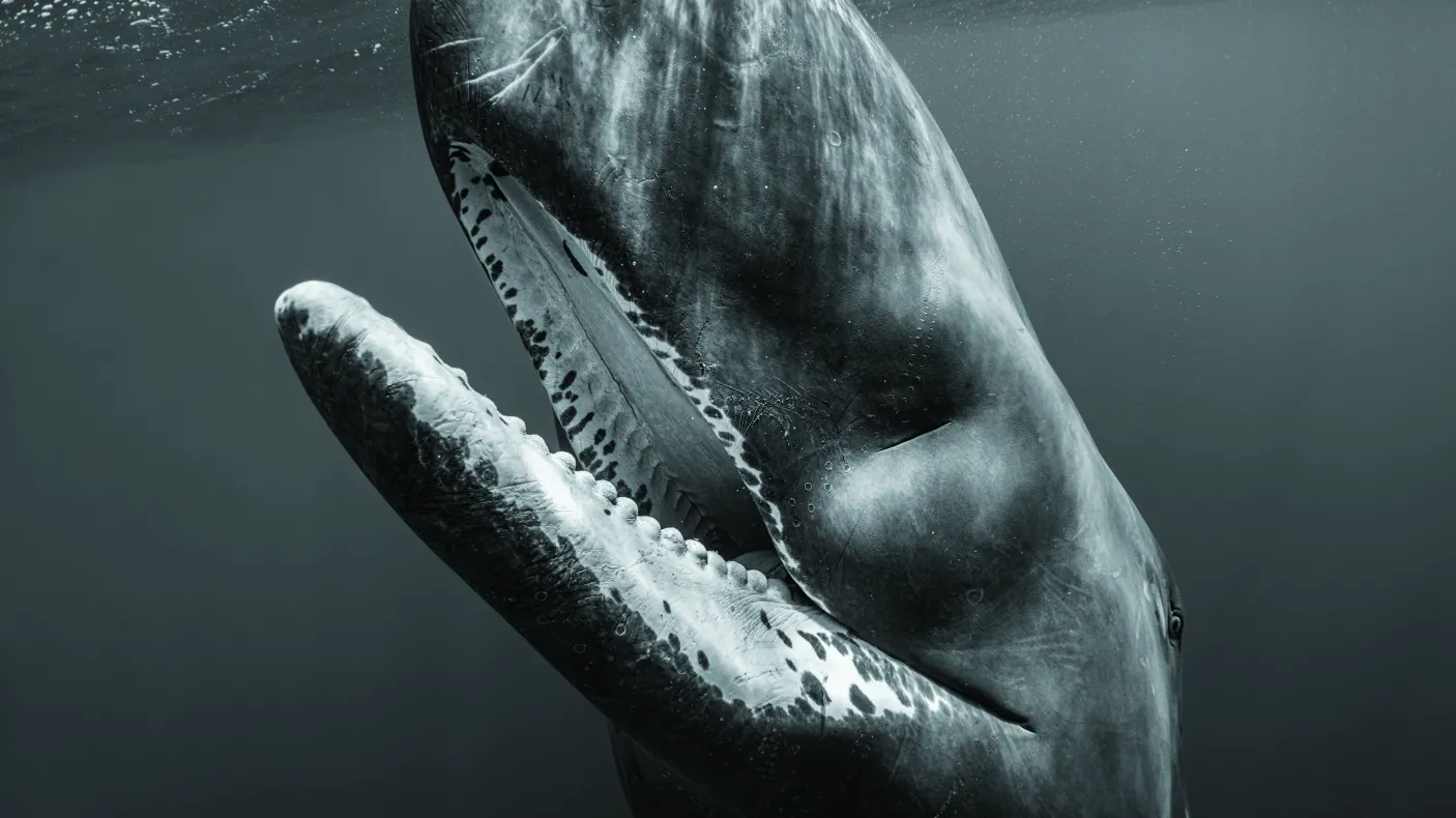 Photo of Sperm Whale