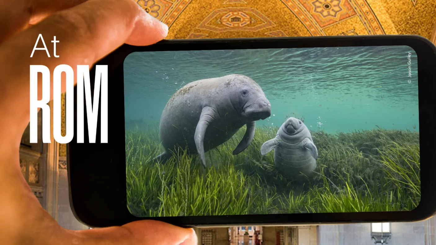 Gallery Trail: Wildlife Photographer of the Year thumbnail