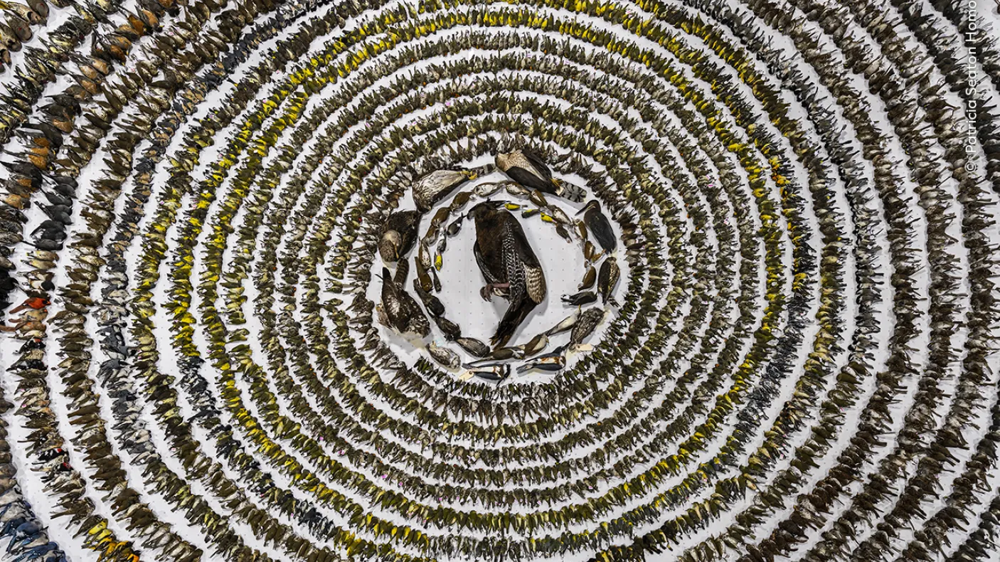 Birds arranged on the floor.