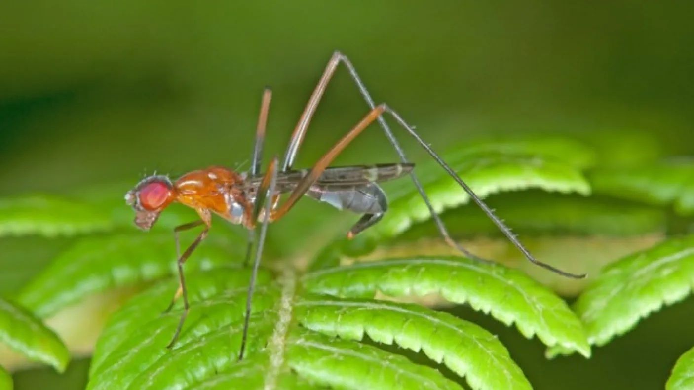 Insect on a leaf