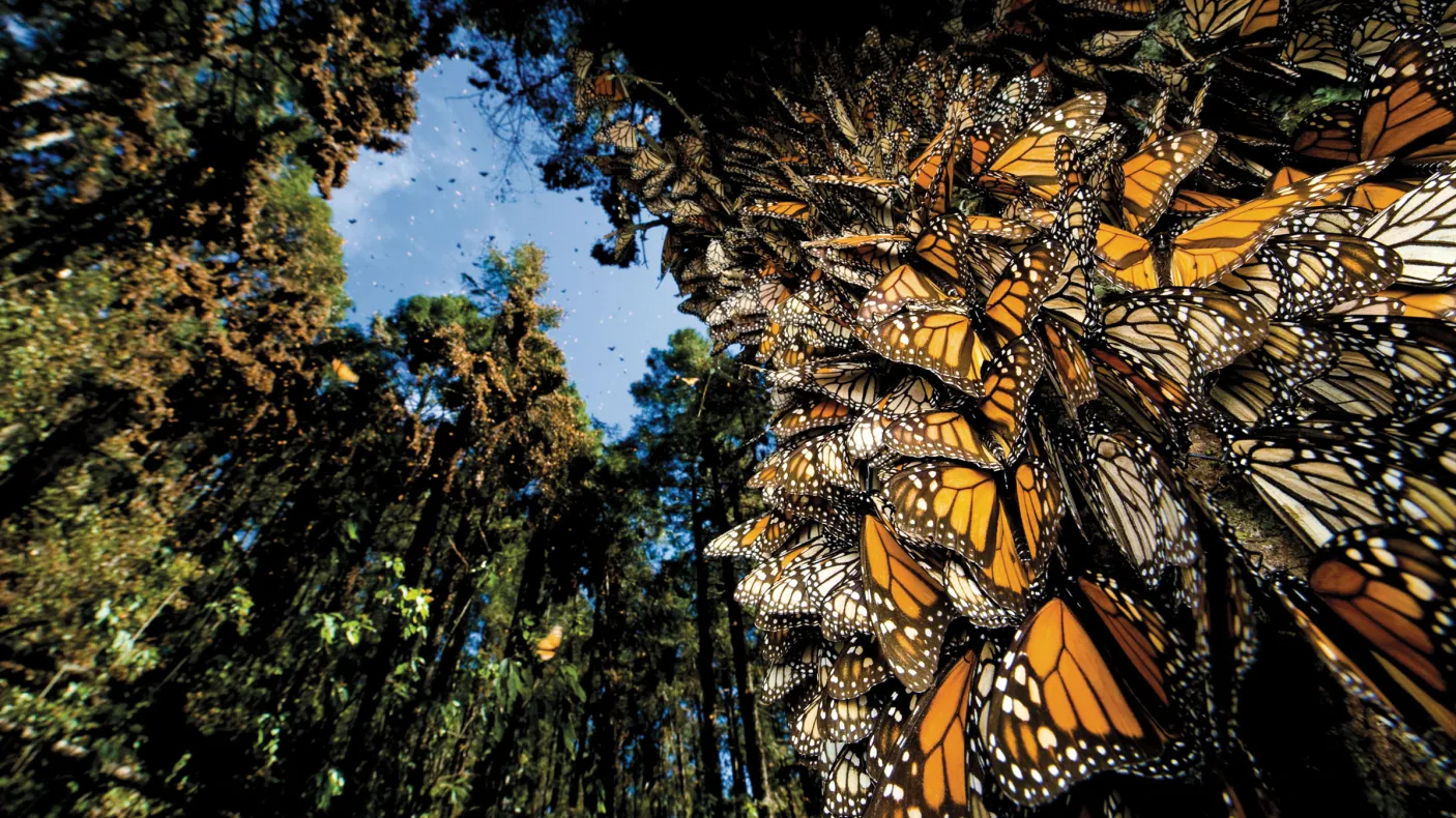 A cluster of monarch butterflies covering a tree trunk, with more flying through a sunlit forest.