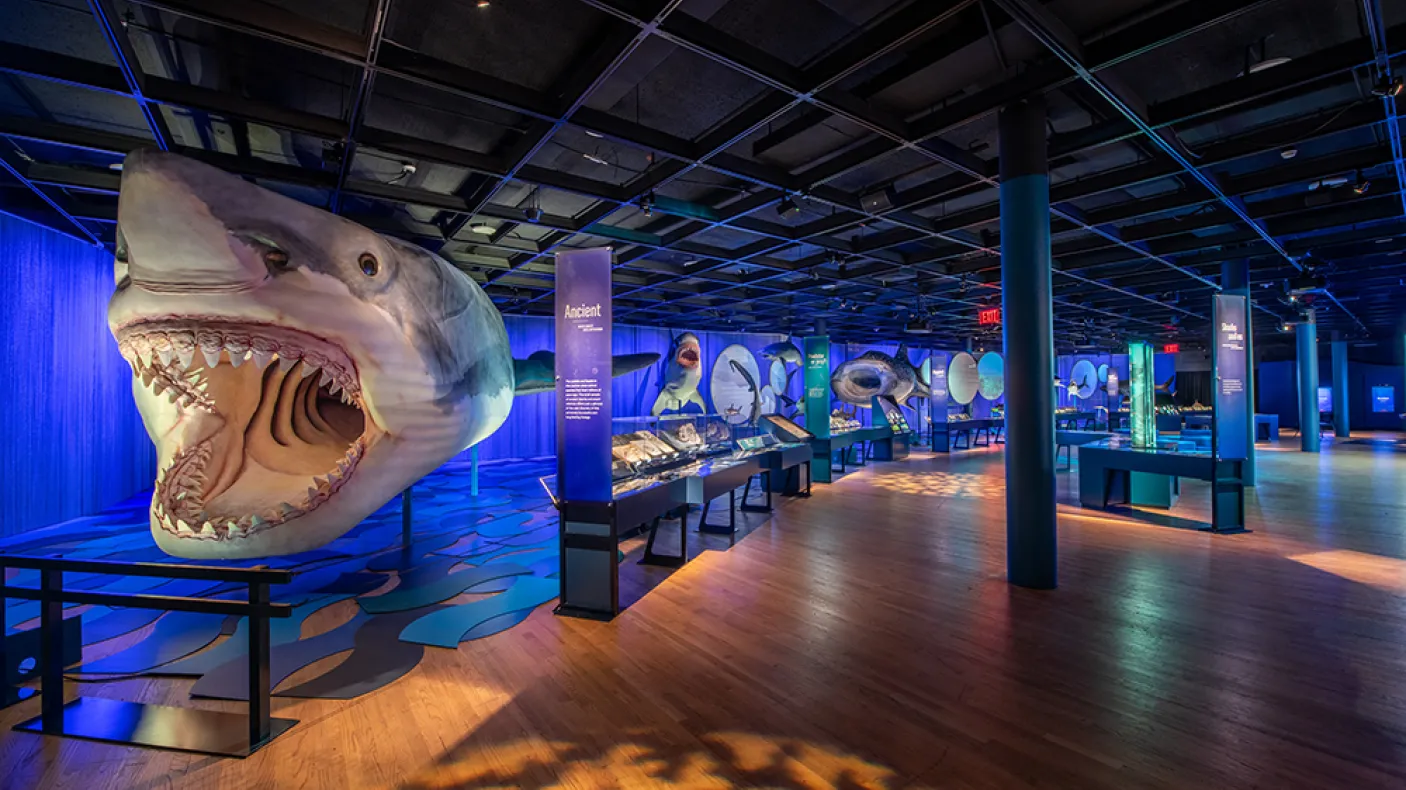 Megalodon model in Sharks exhibition