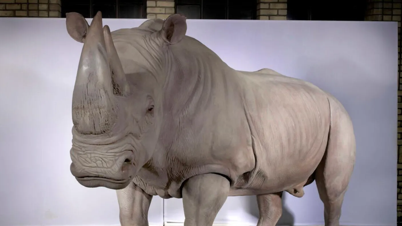 White Rhinoceros replica