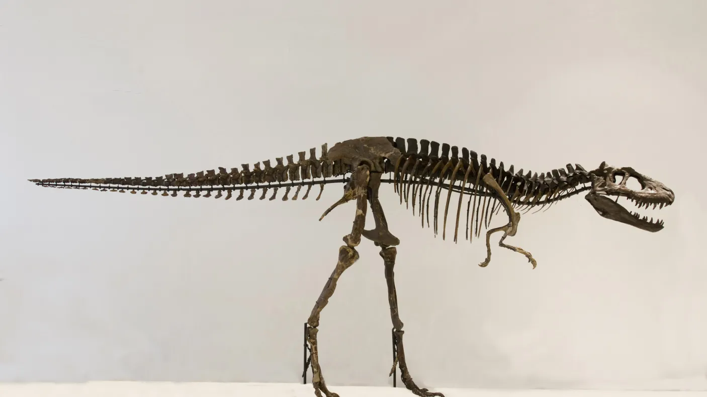 Albertosaurus