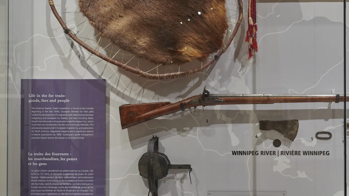 Fur displayed in casing with a hunting rifle 