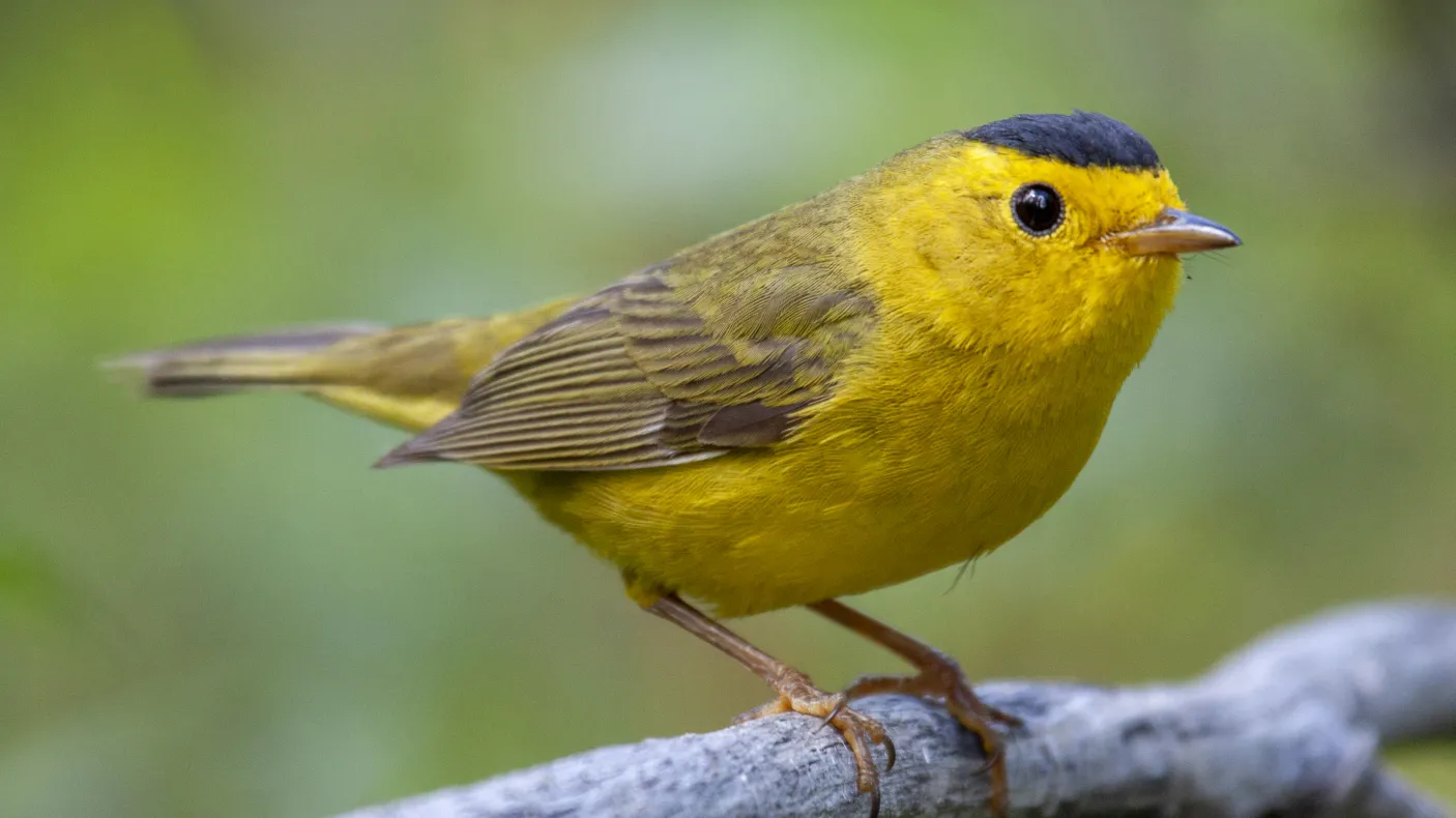 Photo of Wilson’s Warbler