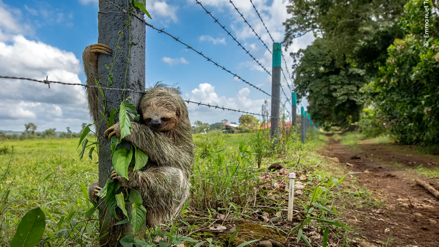No Place Like Home by Emmanuel Tardy, France. Traffic slowed to a crawl as this sloth crossed the road, eventually reaching a fence post and gripping firmly.  © Emmanuel Tardy