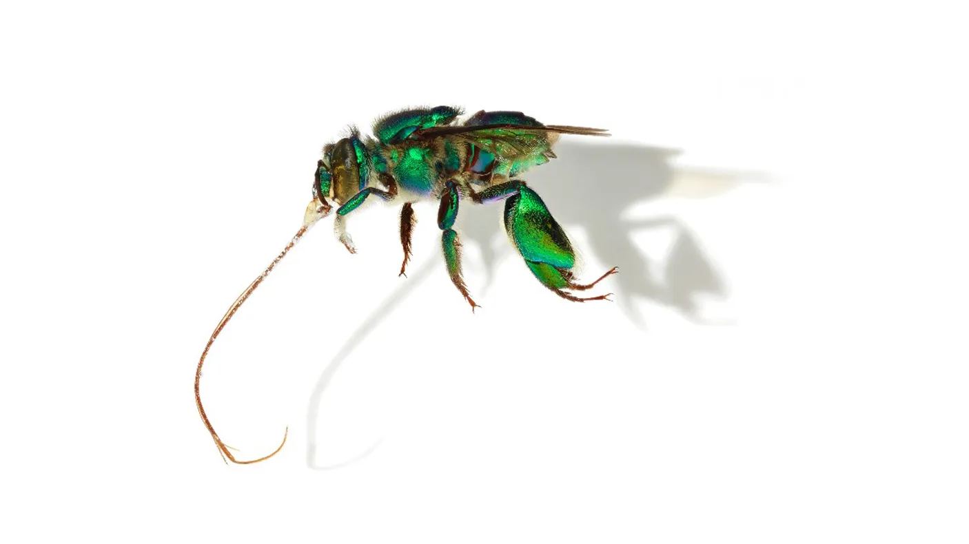 Euglossa imperialis (Imperial Orchid Bee)