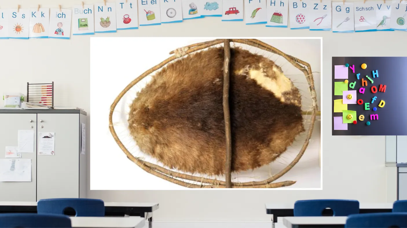 Virtual Now Known as Canada A screen in a colourful classroom displays an image of a stretched beaver pelt