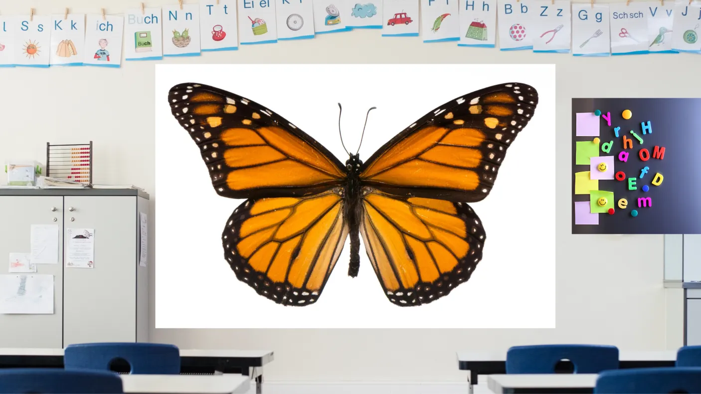 A colourful classroom displays an image of an orange and black butterfly on a screen at the front of the room.