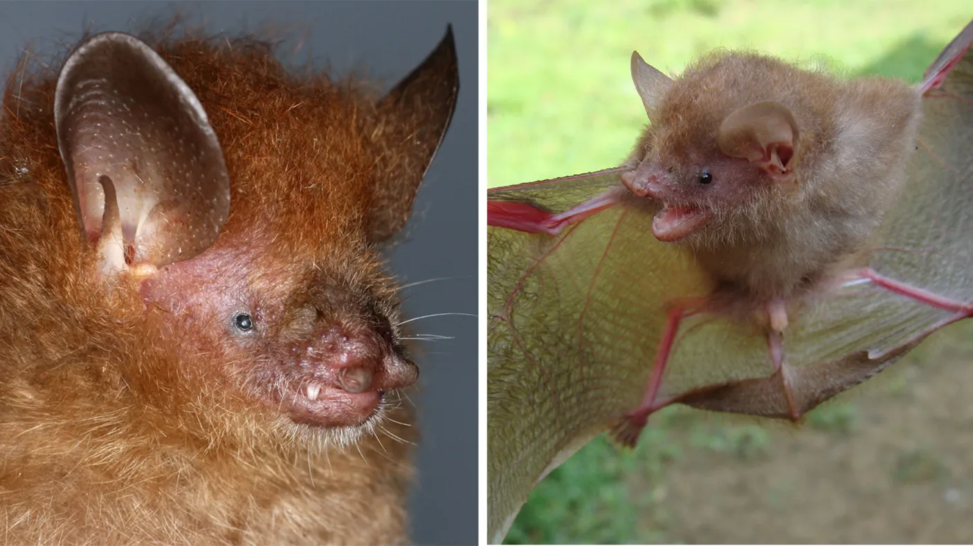 Two bat species: Murina alvarezi, Murina baletei