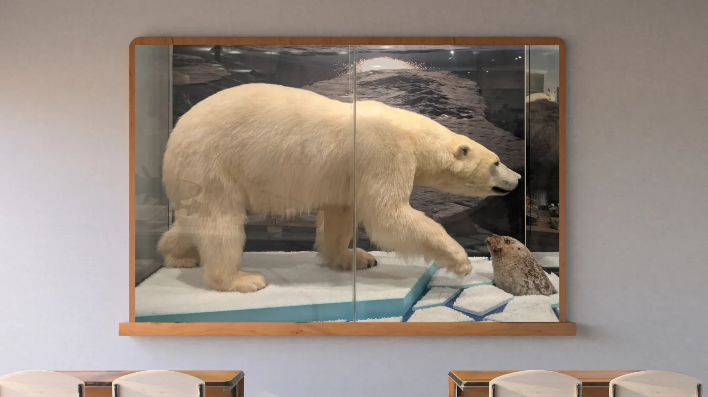 A screen in a classroom displays a taxidermy mounted polar bear on an ice floe hunts a taxidermy mounted ringed seal whose head pops out amid chunks of ice in a museum display.