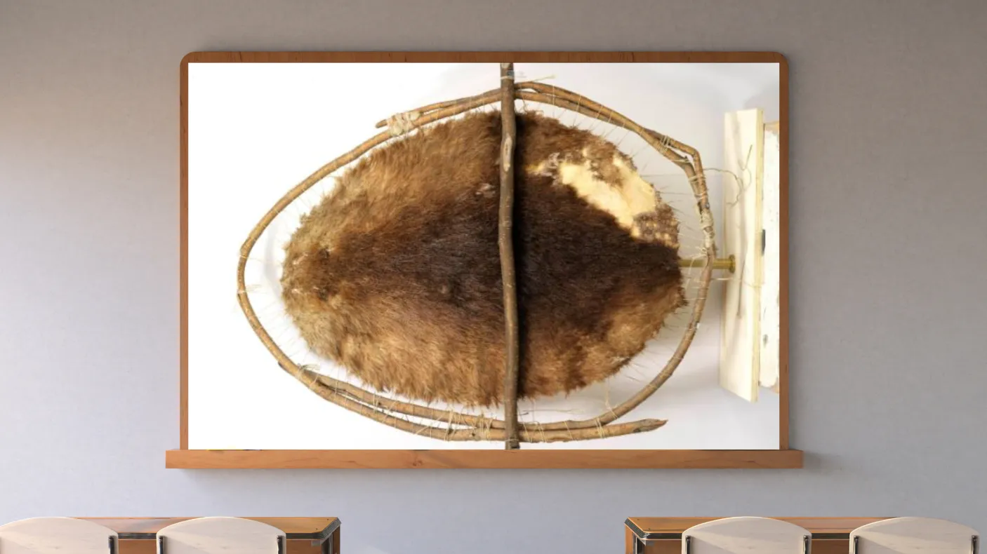 A screen in a classroom displays an image of a beaver pelt stretched on a wood frame.