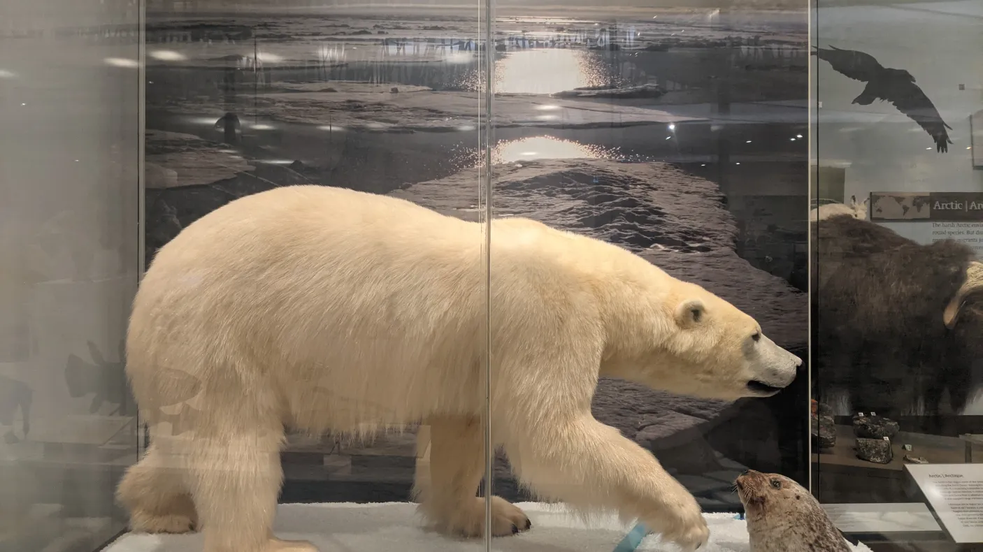 A taxidermy mounted polar bear on an ice floe hunts a taxidermy mounted ringed seal whose head pops out amid chunks of ice in a museum display