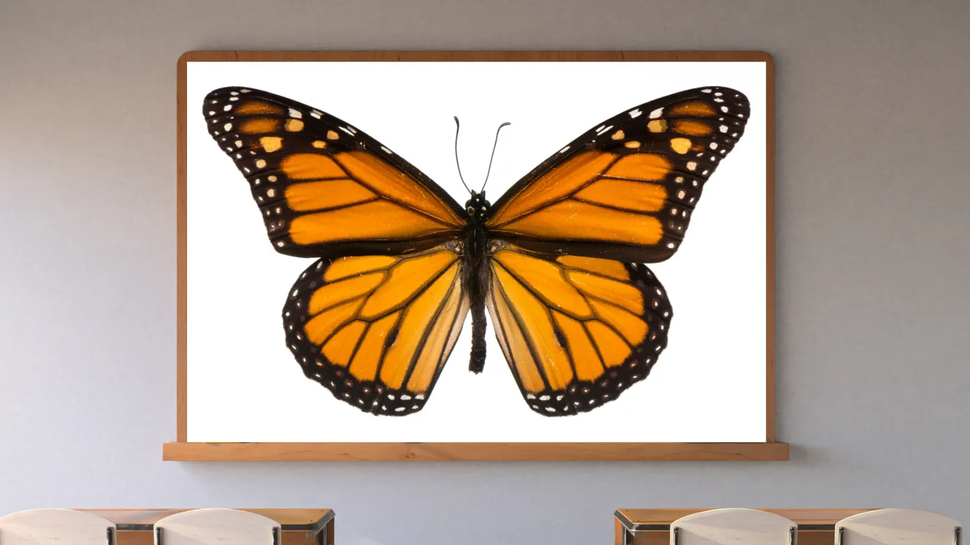 A screen in a classroom displays an orange-and-black butterfly.