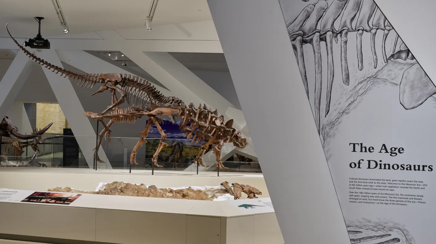 View of dinosaur gallery showing platform with two dinosaur skeletons fighting.