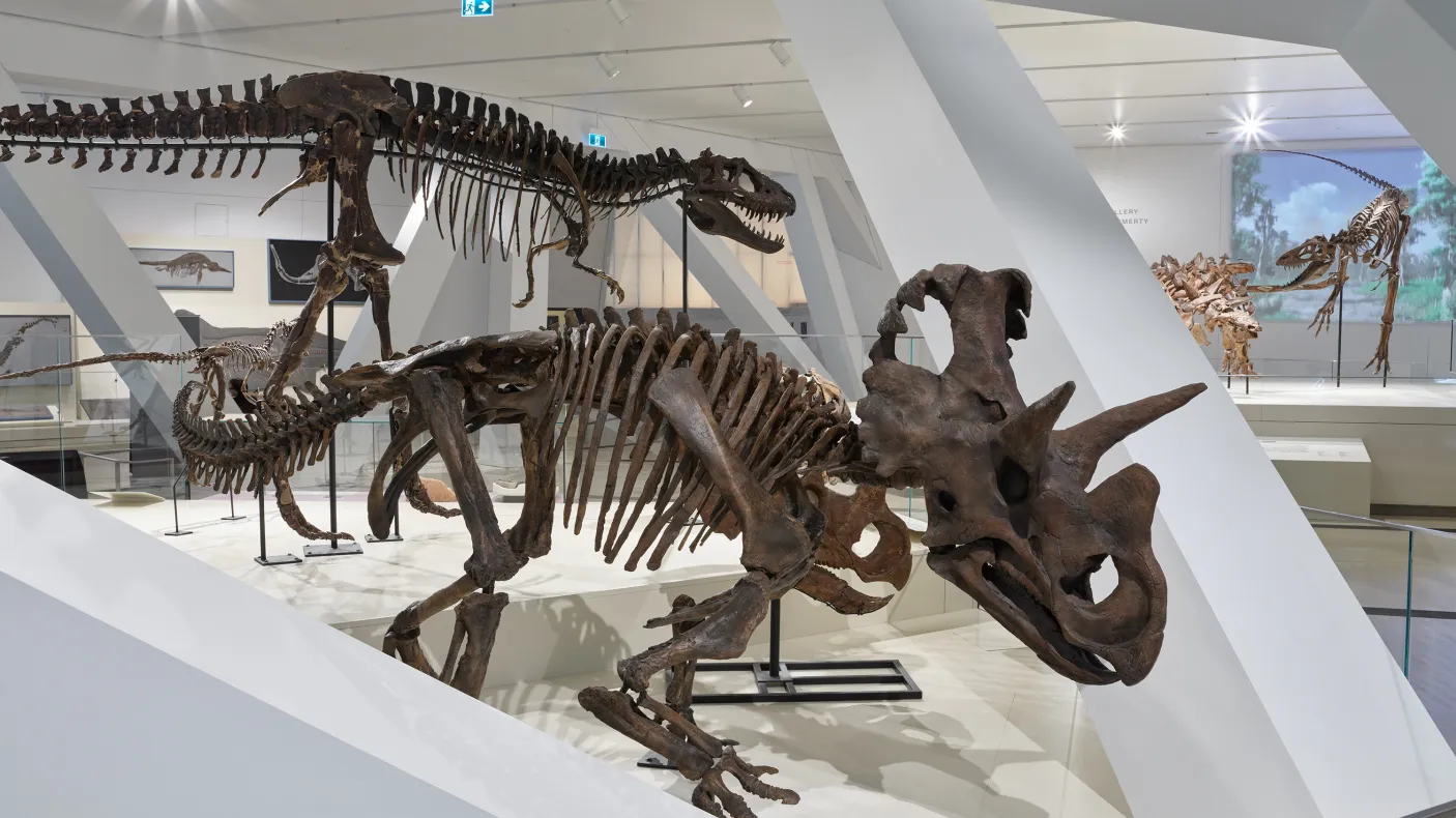 Wendiceratops on display in the expanded dinosaur galleries.