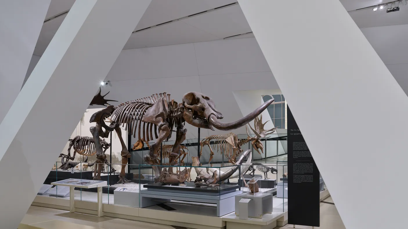 skeleton of a mammoth visible through building pillars