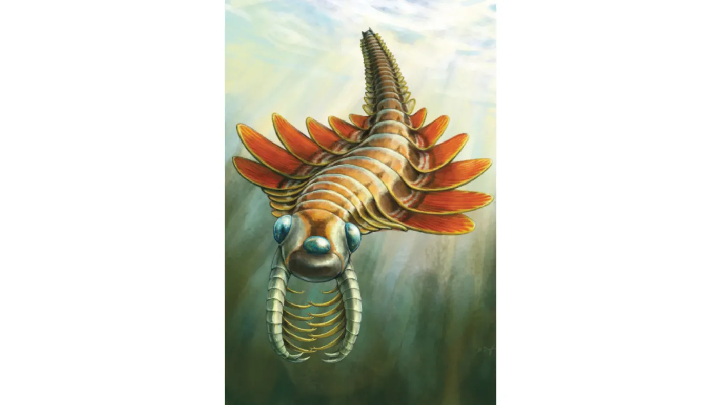 Mosura fentoni, an ancient marine predator that lived during a time of rapid evolutionary change known as the Cambrian Period. 
