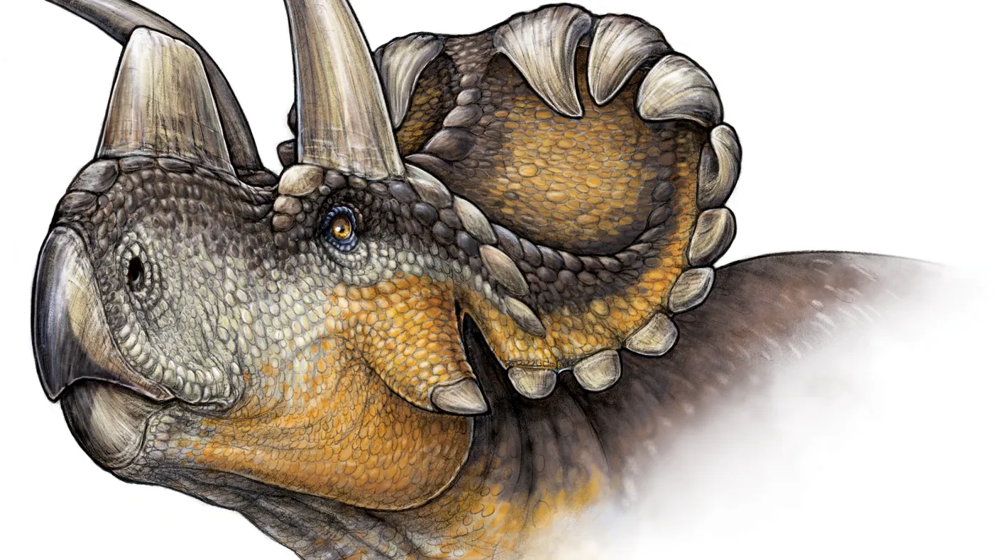 Life reconstruction of Wendiceratops pinhornenis. Credit: Danielle Dufault.