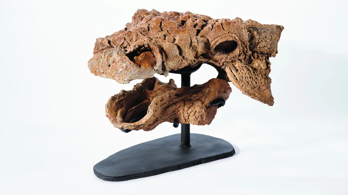 Fossilized dinosaur skull mounted on a black stand against a white background.