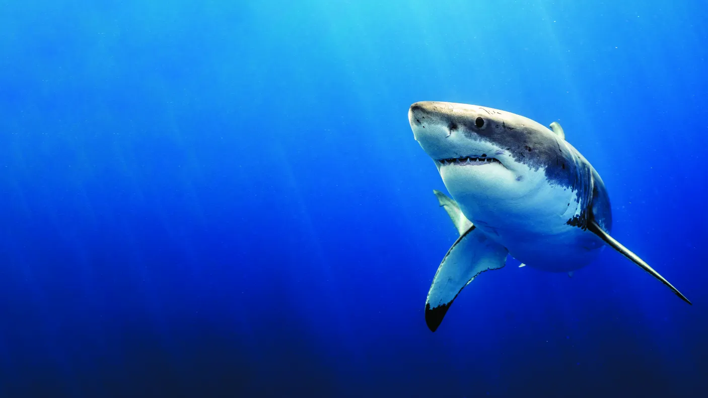 Great white shark swimming in a deep blue ocean.