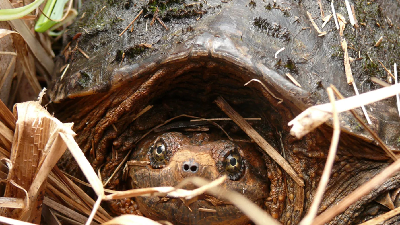 Snapping Turtle