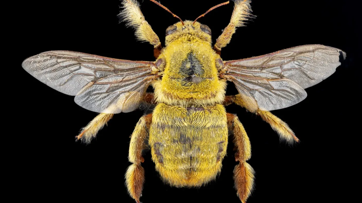 An African carpenter bee (Xylocopa inconstans) © Pete Carr Photography.
