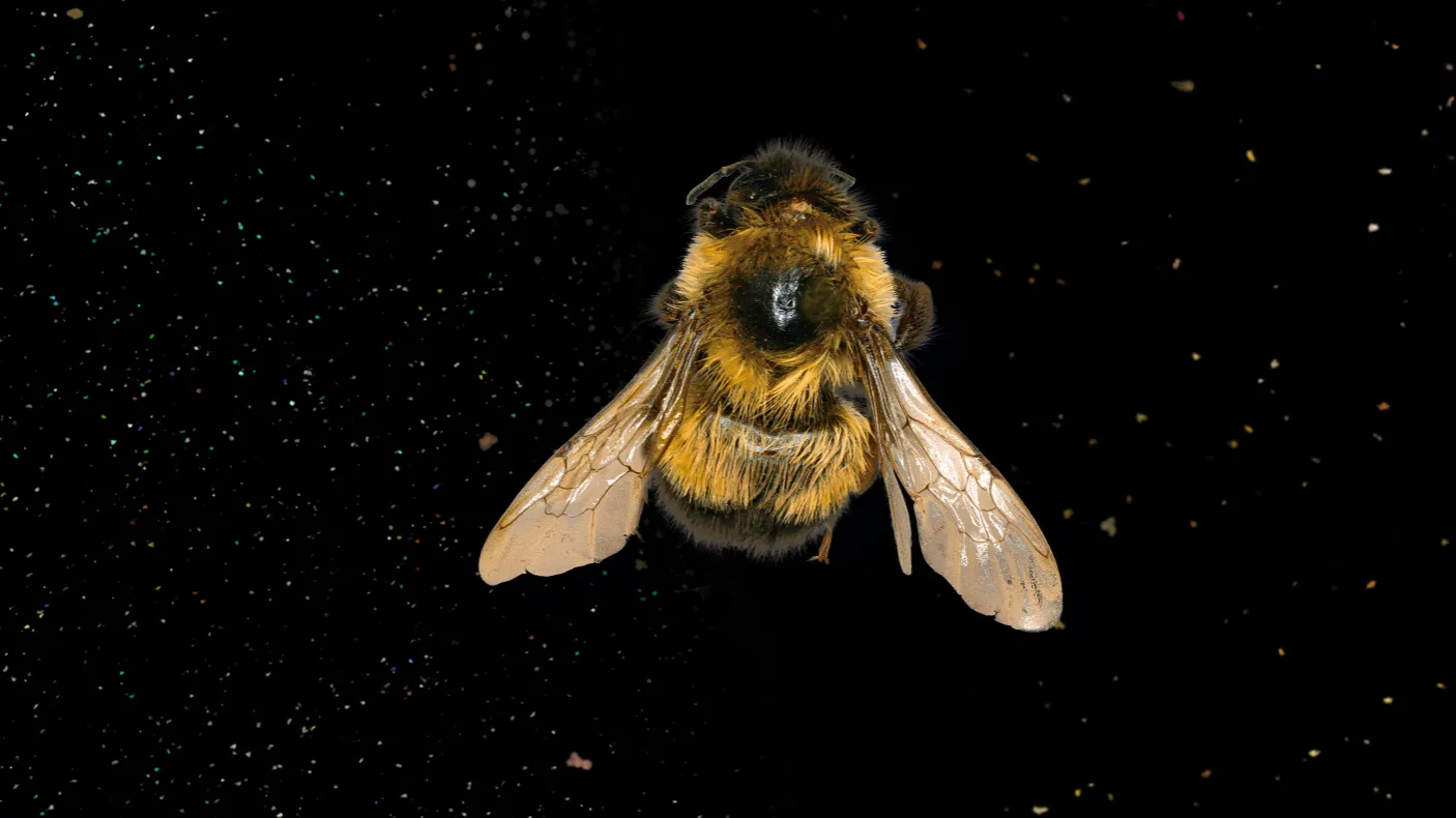Dorsal view of a fuzzy yellow and black bumble bee on a black background surrounded by floating pollen.