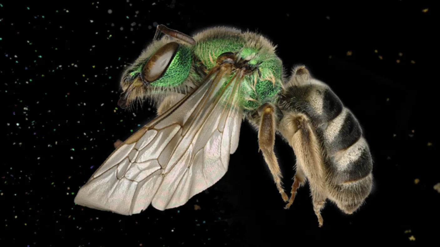 Brightly coloured bee