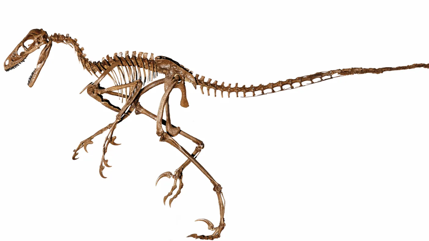 image of a dromaeosauridae skeleton