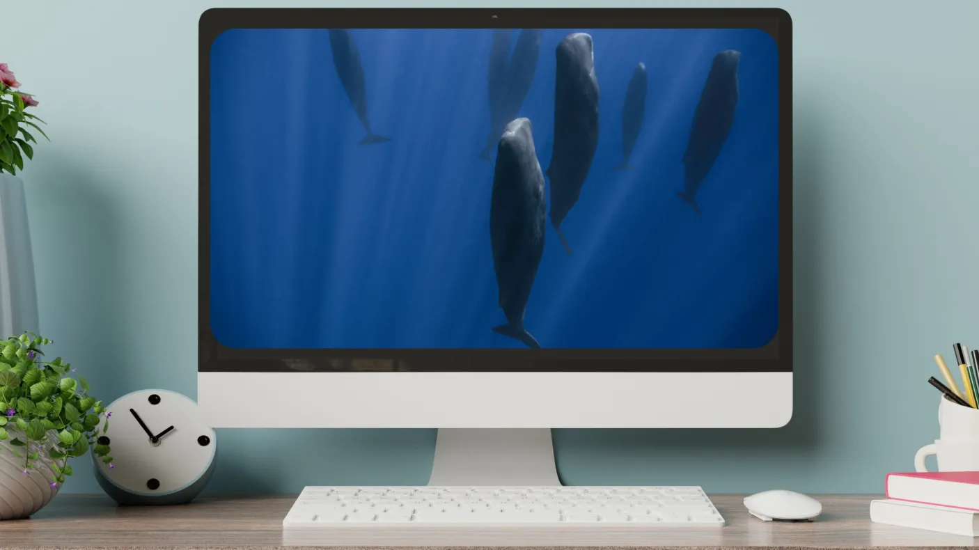 A monitor on a desktop displays whales floating vertically in the water