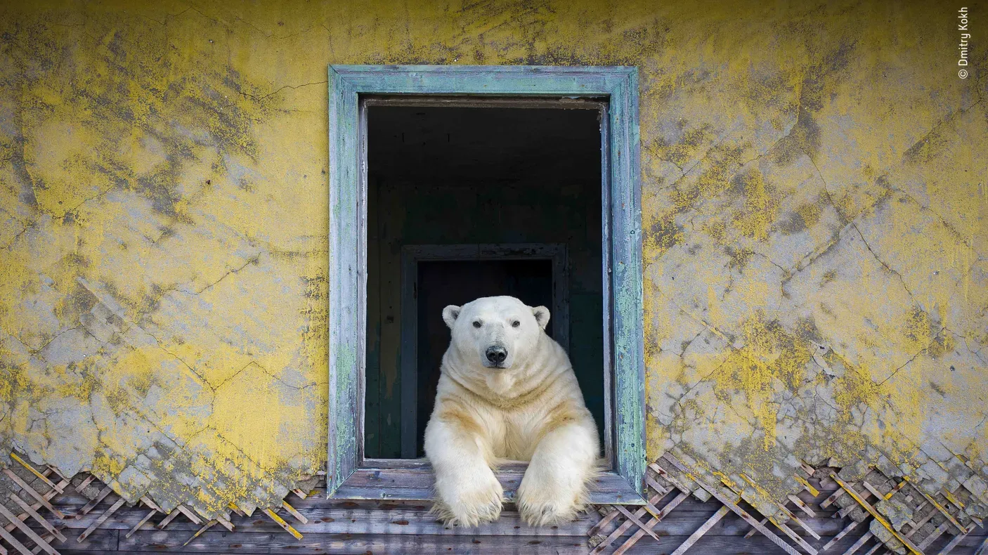Polar bear resting its front paws on the windowsill of a weathered, abandoned building with peeling yellow walls.