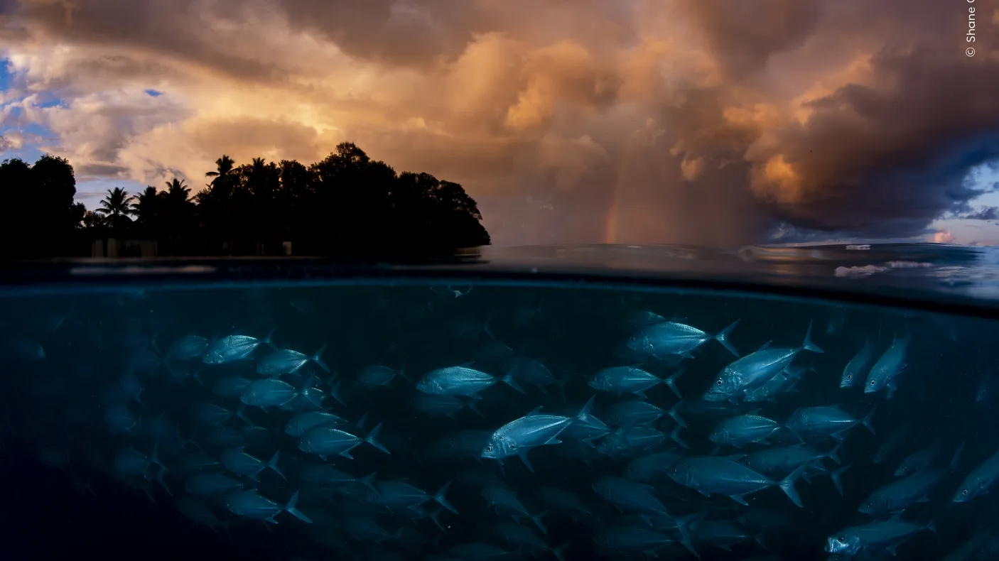 Calm Amid the Storm by Shane Gross, Canada