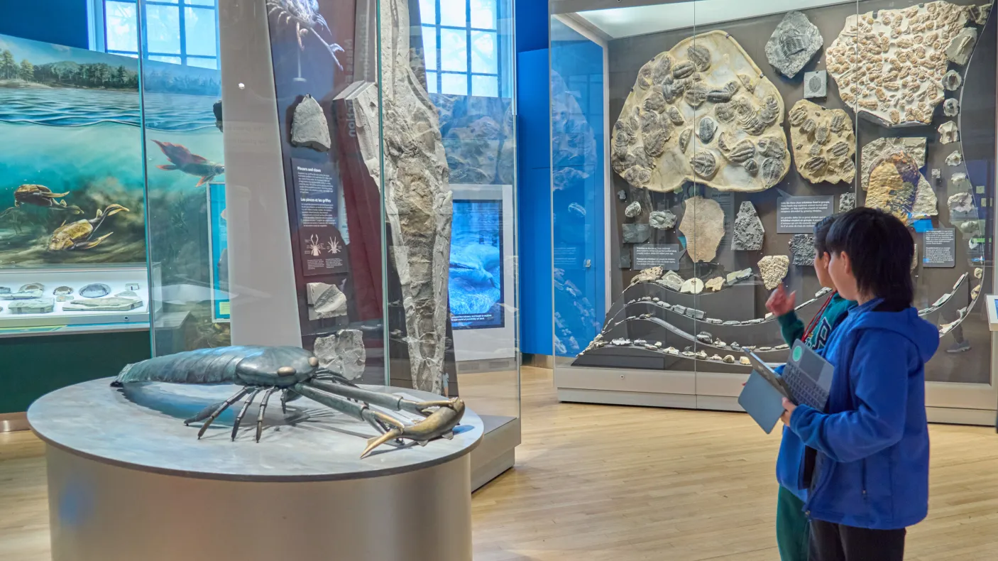 a student examines a case and model of ancient sea life