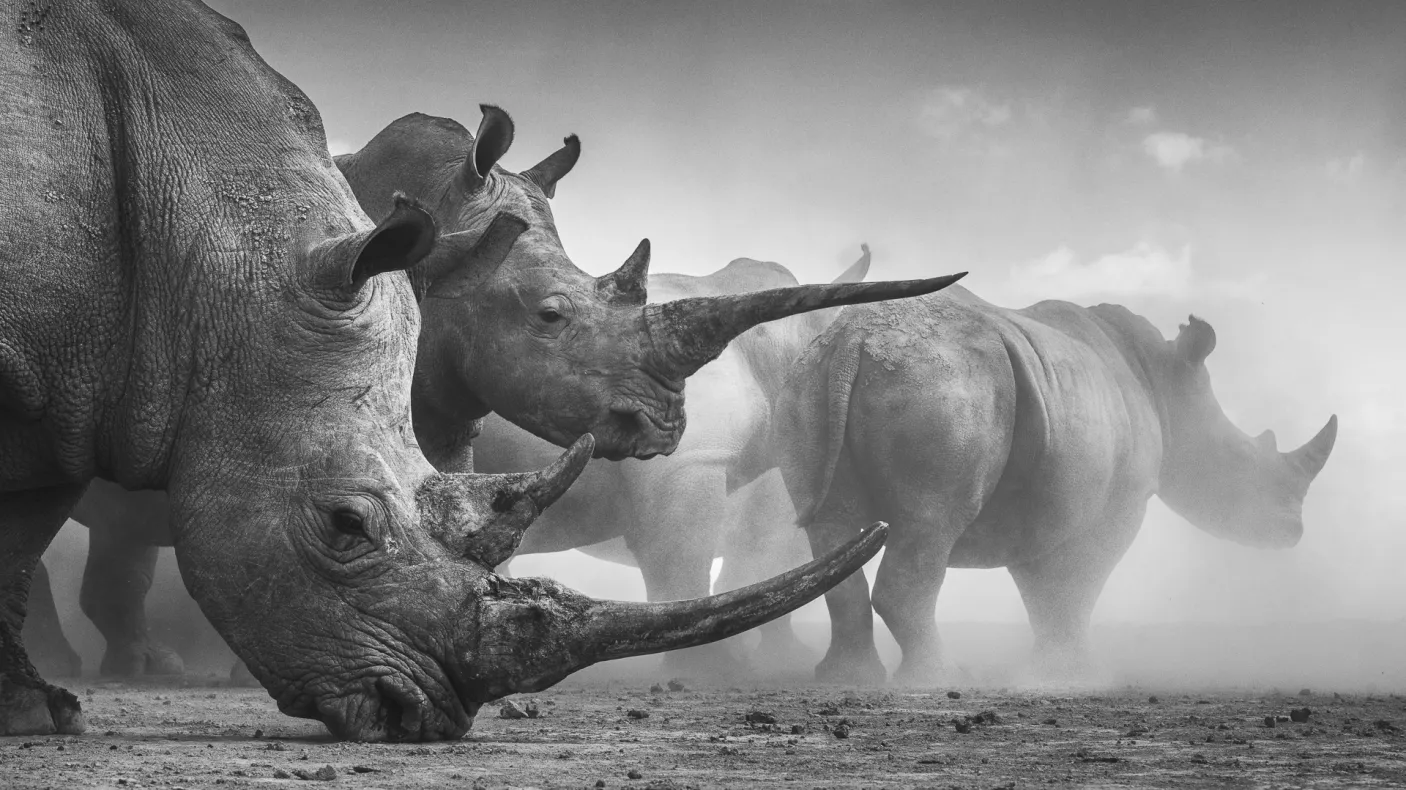Monochromatic image, taken at ground level, of two rhinos in the foreground partially obscuring several more through a dusty background.