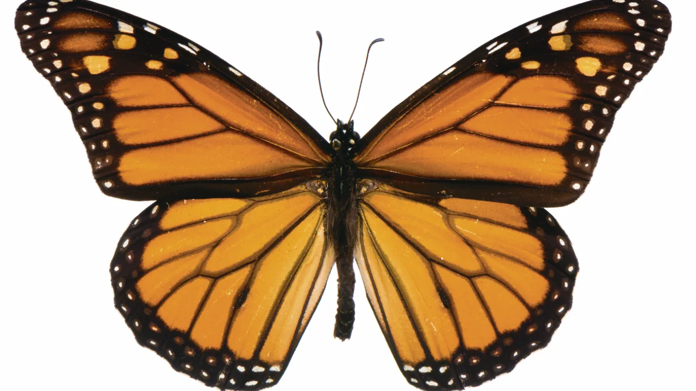Monarch butterfly with orange and black wings edged with white spots, shown with wings fully spread against a plain background.