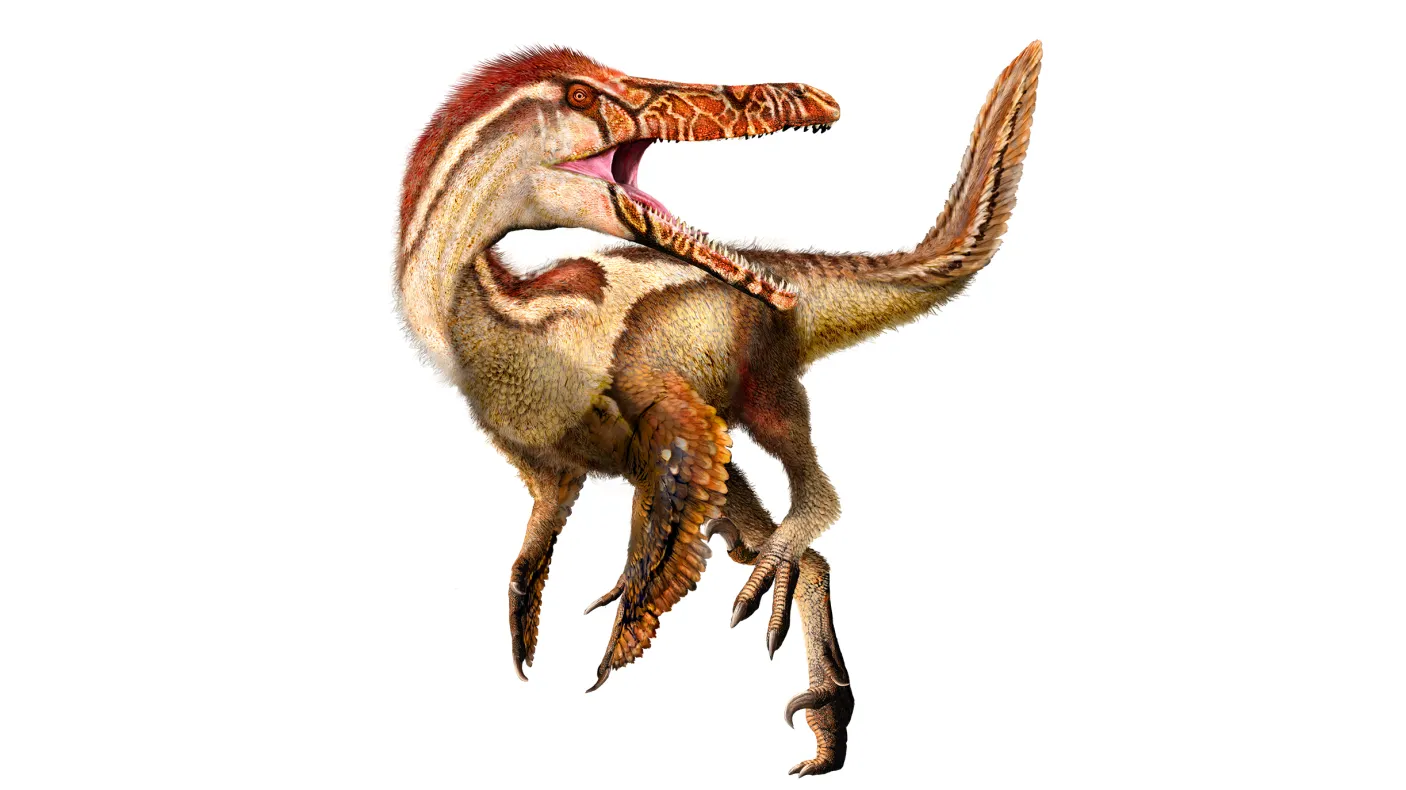 Austroraptor cabazai illustration by Julius Csotonyi