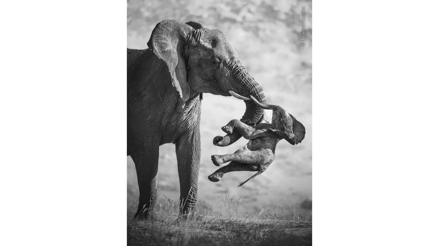 mourning elephant with calf